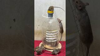 Best home mouse trapbest mouse traps idea from plastic bottle rattrap mousetrap [upl. by Riffle38]