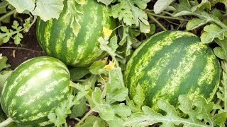 How to Grow Watermelons  Complete Growing Guide [upl. by Netsirc]