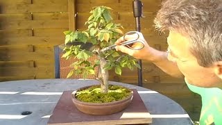 Informal upright hornbeam bonsai 2 [upl. by Matilde]