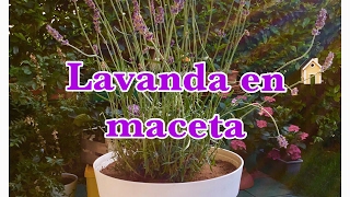 Como Plantar Lavanda En Maceta [upl. by Eynobe904]