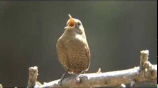 ミソサザイの鳴き声 Singing Bird Winter Wren [upl. by Oicelem]