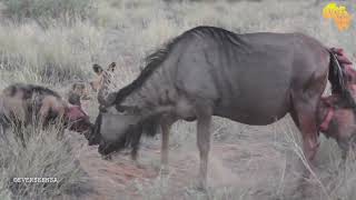 Painted WILD DOGS taking a wildebeest unborn calve from its mothers womb  NOT FOR SENSITIVE VIEWERS [upl. by Ekud886]