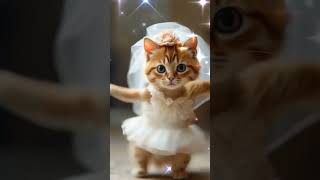 wedding cat🐱︎‪💕animaldance catdance cats trendingvideo shorts [upl. by Storfer]