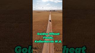 Golden Wheat Fields Kellerberrin WA 🌾🌾🌾 findinggspots [upl. by Ainoet]