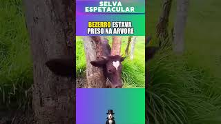 Esse homem salvou o BEZERRO preso na ÁRVORE animais vidaanimal Selva BEZERRO amoranimal [upl. by Onitsuaf]