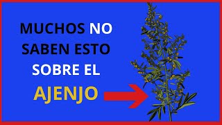 Para que sirve el AJENJO PLANTAS MEDICINALES [upl. by Downe879]