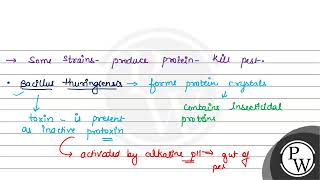 Regarding Bthuringiensis and Bt cotton correct statements are A Bt enters the foregut of the [upl. by Vanzant908]