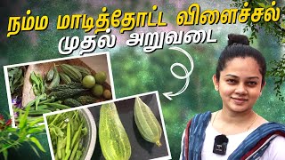 நம்ம மாடித்தோட்டத்தின் முதல் விளைச்சல்🤩  Our Terrace Garden Harvesting  Anithasampath Vlogs [upl. by Sharon540]