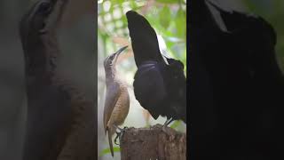 Bird of Paradise Shows Off Insane Dance Moves  Must See facts shorts [upl. by Anitaf]