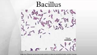 Bacillus [upl. by Notsirb90]