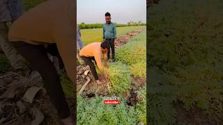 7972334422 only whatsapp me Daftari 21 chana seed दफ्तरी २१ चणा बीज agri guruji [upl. by Anerev]