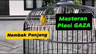 Masteran Pleci GAZA Plat Ae Nembak Panjang [upl. by Culhert]