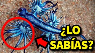 🤯 25 DATOS RAROS DE ANIMALES QUE NO SABÍAS [upl. by Shellans774]