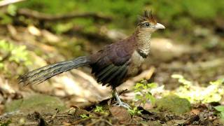 Rufousvented GroundCuckoo El Valle Panama Nov 2011 [upl. by Ehling]