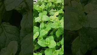 beautiful mint short video [upl. by Pelaga]