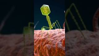 How Bacteriophage T4 attacking on Ecoli [upl. by Garey]