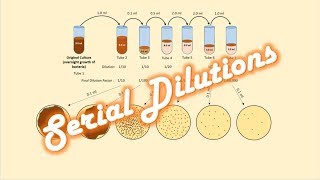 Serial Dilutions of a Bacterial Culture [upl. by Aldarcie]