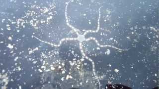 Brittle Star Locomotion in the Ocean [upl. by Aihsema]