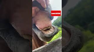 Diferença dos dentes de um cavalo com aerofagia e um cavalo sem aerofagia [upl. by Coop]