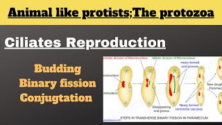 Ciliates reproduction Budding Transverse binary fission Conjugation n paramecium protists [upl. by Sinylg]