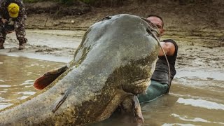 Monster Italian Catfish caught on camera  HD by Yuri Grisendi [upl. by Aneelak]