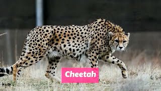 Cheetah Acinonyx jubatus [upl. by Giuditta540]