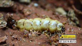 Termite life cycle  Gold Coast Pest Services [upl. by Aramoy]