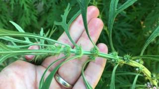 Permaculture Herb Motherwort  Leonurus cardiaca [upl. by Cherise]