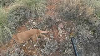 Caza de Perdiz con Podenco Andaluz Partridge Hunting [upl. by Merrielle76]