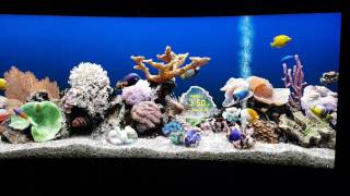 SereneScreen Marine Aquarium  LG 34UC88B 3440x1440 Monito [upl. by Sheline]