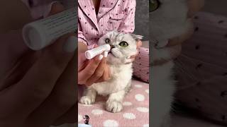 How to clean the ears and eyes of a cat [upl. by Lesly]