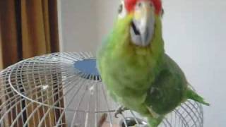 Parrot dancing to HipHop Low [upl. by Anitak]