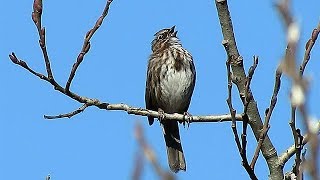 Song Sparrow Singing [upl. by Cis]