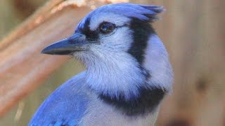 Unusual Melodious Blue Jay Song [upl. by Thetos865]