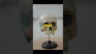 Smallest Bone in the human body shorts coolfacts humanbody sciencefacts amazingfacts [upl. by Hime]