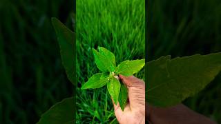 Eclipta prostrataகரிசலாங்கண்ணி brushing the teethherbal tooth plantnatureorganicvillageheaven [upl. by Bush309]