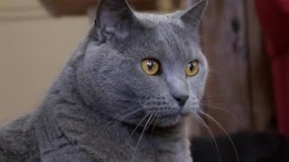 Cats 101  Chartreux [upl. by Justinn89]