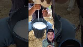 Vaca da mucha leche🍼 funnyvideos granja zootecnia [upl. by Etnoid791]