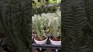 Bushy Green Indoor Plants  Aralia  Pedilanthus  Buy Online  Nursery Garden  Chennai [upl. by Cope443]