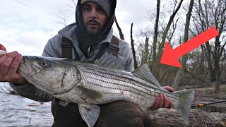 Striped Bass Fishing the Delaware River Using Bloodworms Spring Migration 2024 [upl. by Trotter]