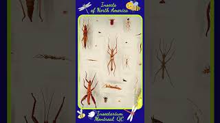 Insects Collection in Insectarium shortvideo shorts [upl. by Hock]