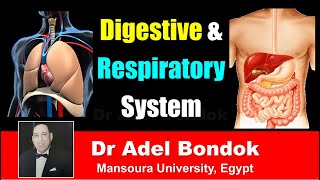 Introduction to Components of the Digestive and Respiratory System Dr Adel Bondok [upl. by Aneleairam807]