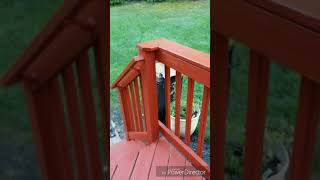 Staining a deck with Behr Premium Solid Stain Waterproofing Stain amp Sealant [upl. by Cthrine]