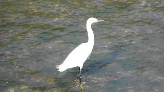 Egretta Garzetta [upl. by Ramsey]