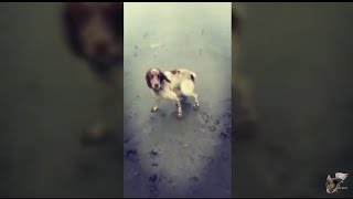 Springer Spaniel Duck Huntretrieving Trainning [upl. by Anytsyrk]