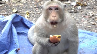 Monkeys Being Familiar With Living Beside Human Society 13  Viral Monkey [upl. by Akilegna]