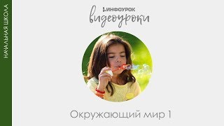 Режим дня школьника  Окружающий мир 1 класс 2  Инфоурок [upl. by Divadleahcim91]