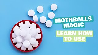 How to Use Mothballs  12 Easy Steps to Use Mothballs  Daily Needs Studio [upl. by Winebaum]