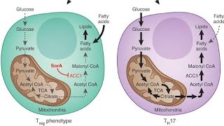 Chapter 16 Fatty Acid Synthesis Easily Explained [upl. by Magnien694]