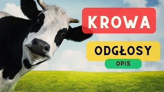 Krowa odgłosy i opis 🐄 Jak robi krowa Jak wygląda 🐄 Muczenie Krów [upl. by Plusch]